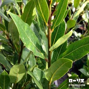 香りの良い月桂樹 (ローリエ) ポット苗 : 苗木部 花ひろば 香りの良い月桂樹 (ローリエ) ポット苗 : 苗木部 花ひろば