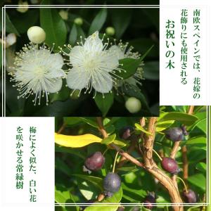 祝いの木 ギンバイカ (ミルタス) 5号ポット苗の詳細画像5