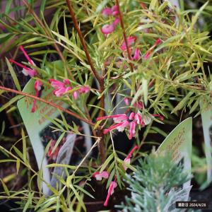 【現品】Grevillea robusta　グレビレア・ロブスタ　10号 　ア５ 現品】Grevillea robusta グレビレア・ロブスタ 10号 ア5 現品