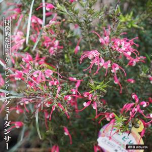 ノリナエクセルサ 5号ポット苗 耐寒性南欧風プラン : 苗木部 花ひろば