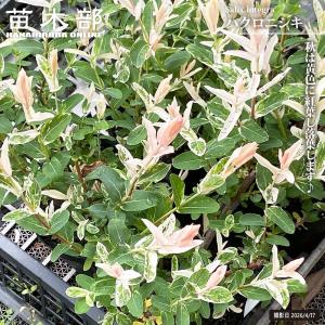 ハクロニシキ（白露錦）苗 樹高60cm前後（送料別） : 花の郷 滝谷