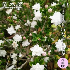 シナモン（ニッキ） セイロンニッケイ 8号鉢：熱帯果樹苗 ＊樹高100