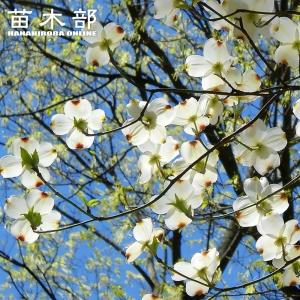 ラウアエ（オキナワウラボシ）3寸ポット植え 苗 苗木 : 日本花卉