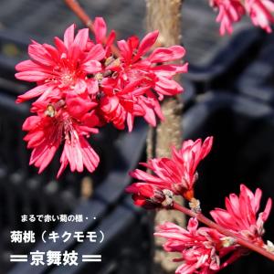 ハナモモ 菊桃 京舞妓 1年生 接ぎ木 苗 予約販売11〜12月頃発送予定｜hanahirobaonline