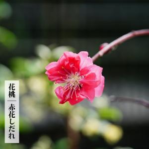 枝垂れハナモモ 赤花しだれ桃 1年生 接ぎ木 苗｜hanahirobaonline