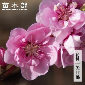 クリスマスローズ 花 苗 春 冬 ヘレボルス チベタヌス 鉢植え 2年生