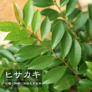 本榊（ホンサカキ）の苗（高さ30-40cm前後） : 植物・園芸専門店 花育