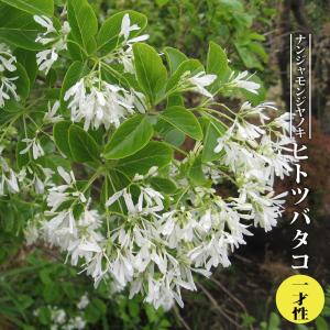 ボケ 白雲竜 3.5号ポット苗 ハナヒロバリュー : 苗木部 花ひろば