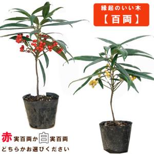 ポポー苗木 【ペンシルバニアゴールデン】 3年生 接ぎ木 大苗