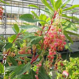白ヒメコブシ 2年生 接木 ポット苗 落葉樹 観賞花木 爆買いweek : 苗木