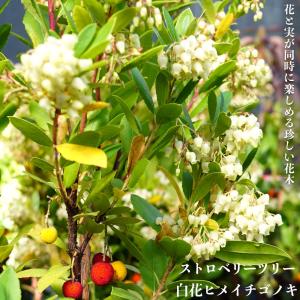 ヒメイチゴノキ（ストロベリーツリー） 白花 ポット苗｜hanahirobaonline