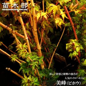 モミジ 美峰 (ビホウ) ポット苗 ラベルなしの商品画像