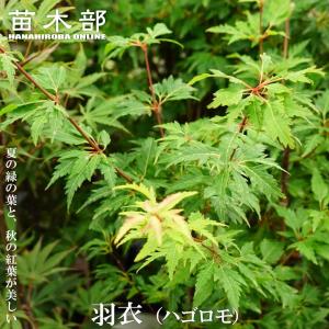 モミジ 浮雲錦 5号ロングポット 爆買いweek : 苗木部 花ひろば