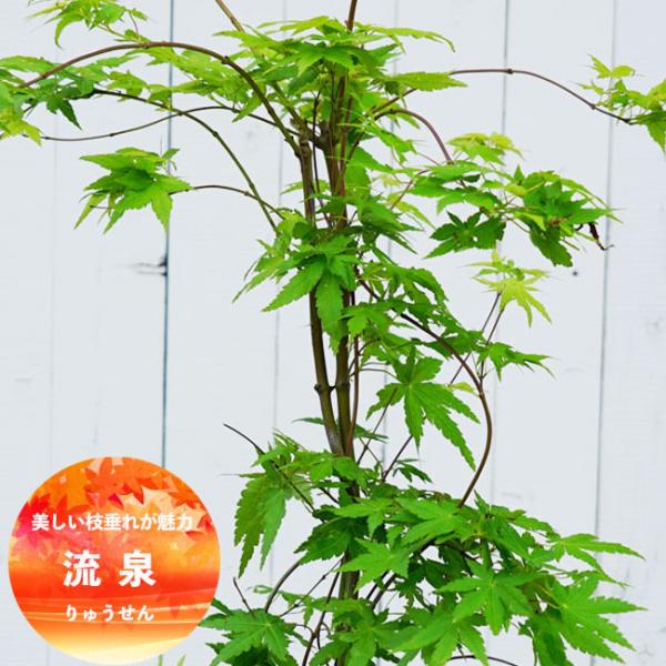 モミジ 流泉 5号ロングポット