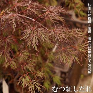 もみじ 苗木 【コハウチワカエデ】 ポット苗 : 苗木の専門店 グリーン