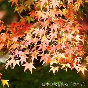 モミジ 山モミジ （ ヤマモミジ ） 里の木シリーズ もみじ 苗 : 苗木部
