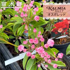 タイサンボク ケイパレス 苗木 3.5号ポット 挿し木苗 : エスフルール