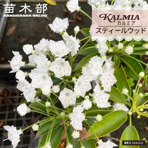 秋みょうが 5株入り 袋詰め 爆買いweek : 苗木部 花ひろばオンライン
