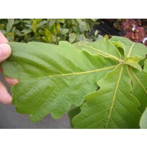 柏餅の葉の商品一覧 通販 Yahoo ショッピング