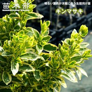 庭木苗・植木苗：斑入りマサキ*（キンマサキ）樹高40cm 金正木 きん