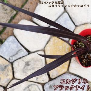 コルジリネ（ドラセナ） チョコレートミント 3.5号ポット苗 : 苗木部