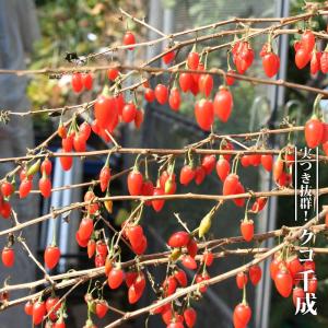 ネロ アロニア (ブラックチョコベリー/チョークベリー) ポット苗