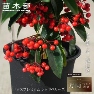 大実万両(宝船）赤実 : 打出農園 - 通販 - Yahoo!ショッピング