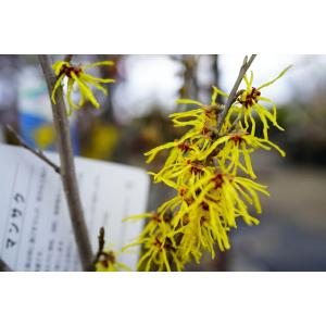 マンサク 黄花万作（キバナマンサク） 6号ポット苗 観賞花木 予約販売10〜11月頃入荷予定