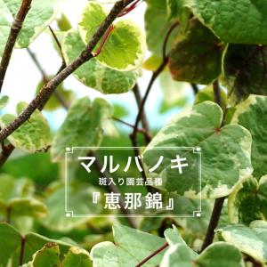 マルバノキ 5本セット 高さ約0.4m : ガーデンプランツエナ - 通販