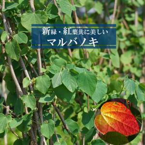 斑入りマルバノキ 恵那錦 地中ポット苗 : 苗木部 花ひろばオンライン