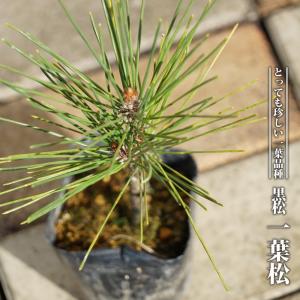 松 苗木の商品一覧 通販 Yahoo ショッピング