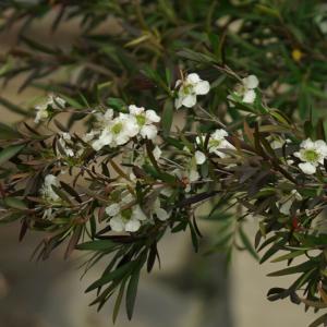 銅葉レプトスペルマム ボルケーノ 約1.5m 植木苗木大苗 規格販売