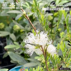 カリステモン グリーンボトルブラシ 5号ポット苗 ブラシの木 金宝樹