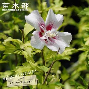 クロモジ （黒文字） 根巻き苗 : 苗木部 花ひろばオンライン - 通販