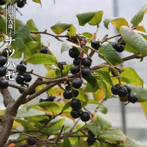 クロモジ 苗木 【大葉黒文字 （オオバクロモジ）】 ポット苗 : 苗木の