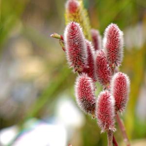 ネコヤナギ 苗 苗木 ピンクパール 2株 / ネコヤナギ苗 ネコヤナギの苗