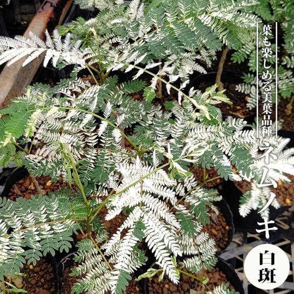 ネムノキ 白斑 3.5号ポット苗 ハナヒロバリュー