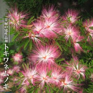 ネムノキ 白斑 3.5号ポット苗 ハナヒロバリュー 爆買いweek : 苗木部
