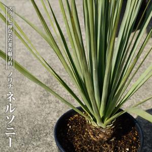 数量限定 ロストラータ ハイブリッドユッカ 耐寒性南欧風プランツ