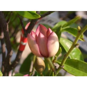 赤花カラタネオガタマ(ポートワイン) 樹高1.2m前後(根鉢含まず