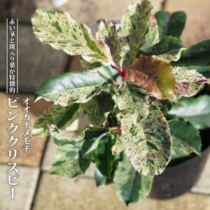 数量限定 ネルソニー ノリナ ポット大苗 耐寒性南欧風プラン : 苗木部