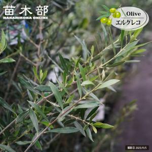 オリーブの木 エルグレコ 3年生 挿し木 7号ポ...の商品画像