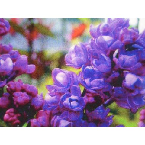 ライラック 苗 赤紫 品種 ミセスエドワードハーディング 接木 ポット苗  観賞花木