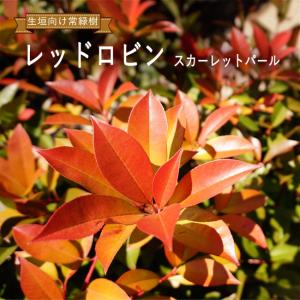 レッドロビン　1m前後　生垣などに！200本セット 楽天市場】レッドロビン 1mの通販