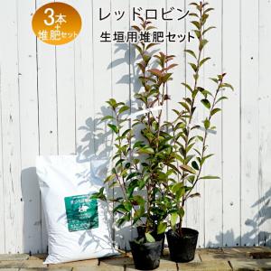 高野槇（コウヤマキ）No.05/2本1組/60cm前後こうやまき : コウヤマキ