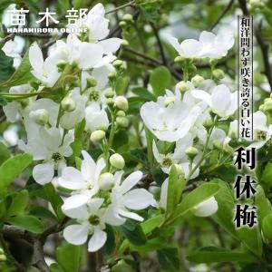 アメリカハナズオウ ハートオブゴールド ポット苗 : 苗木部 花ひろば