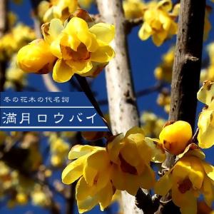 ロウバイ 株立ち 約1.5m 蝋梅 特大植木苗木 冬に咲く花 お買い得な