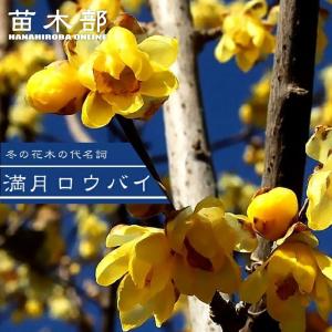 花芽付き ） 満月蝋梅 マンゲツロウバイ 5号鉢植え 接ぎ木苗 : 花と緑