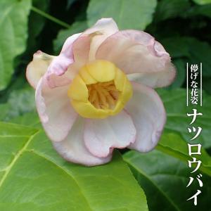 オオデマリ ジェミニ 5号ポット苗 咲き分け品種 : 苗木部 花ひろば