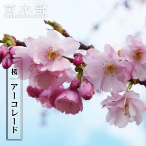春うらら　枝垂れ 桜『雨情枝垂れ桜』２年生 ポット苗　のまま発送♪ 春うらら 枝垂れ 桜『雨情枝垂れ桜』2年生 ポット苗 のまま発送♪ 春